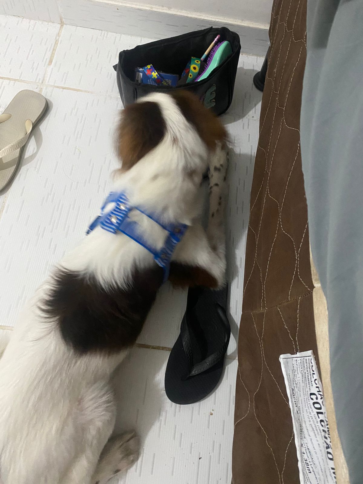 Portal Adocão Adoção responsável de cachorro  Salvador 