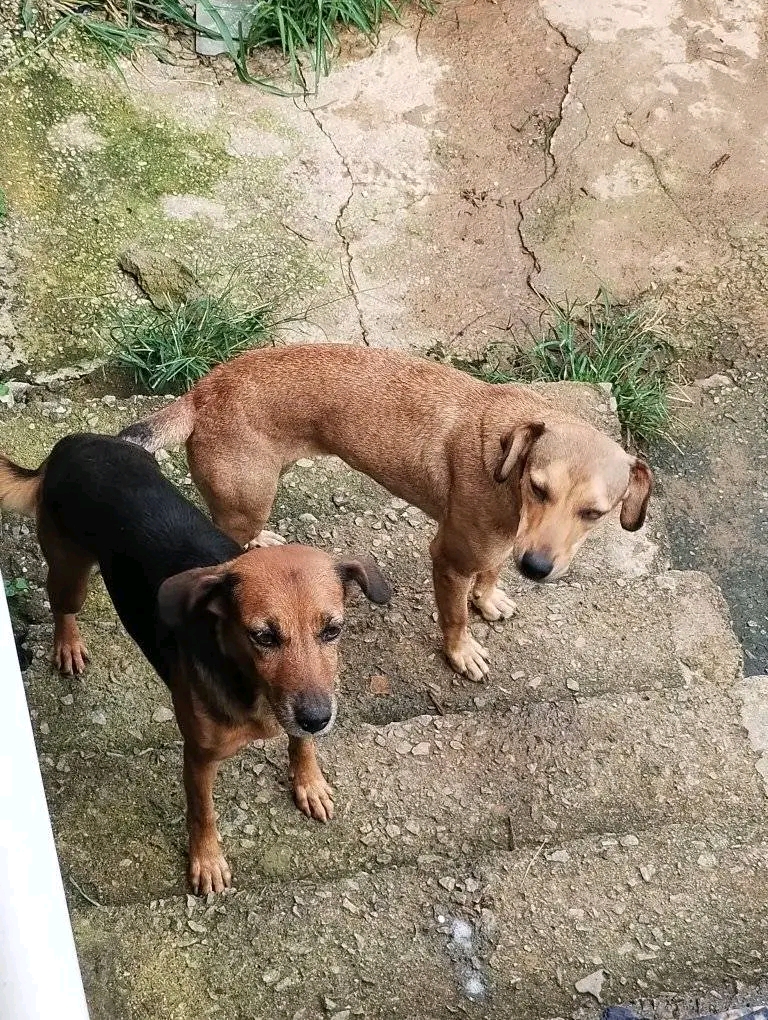 Portal Adocão Nina e mocinha  Contagem