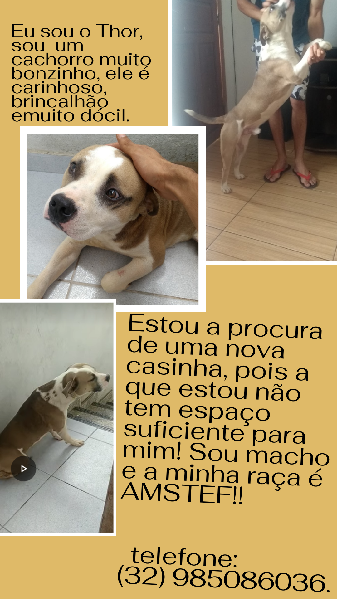 Portal Adocão Adoção cachorro Juiz de fora