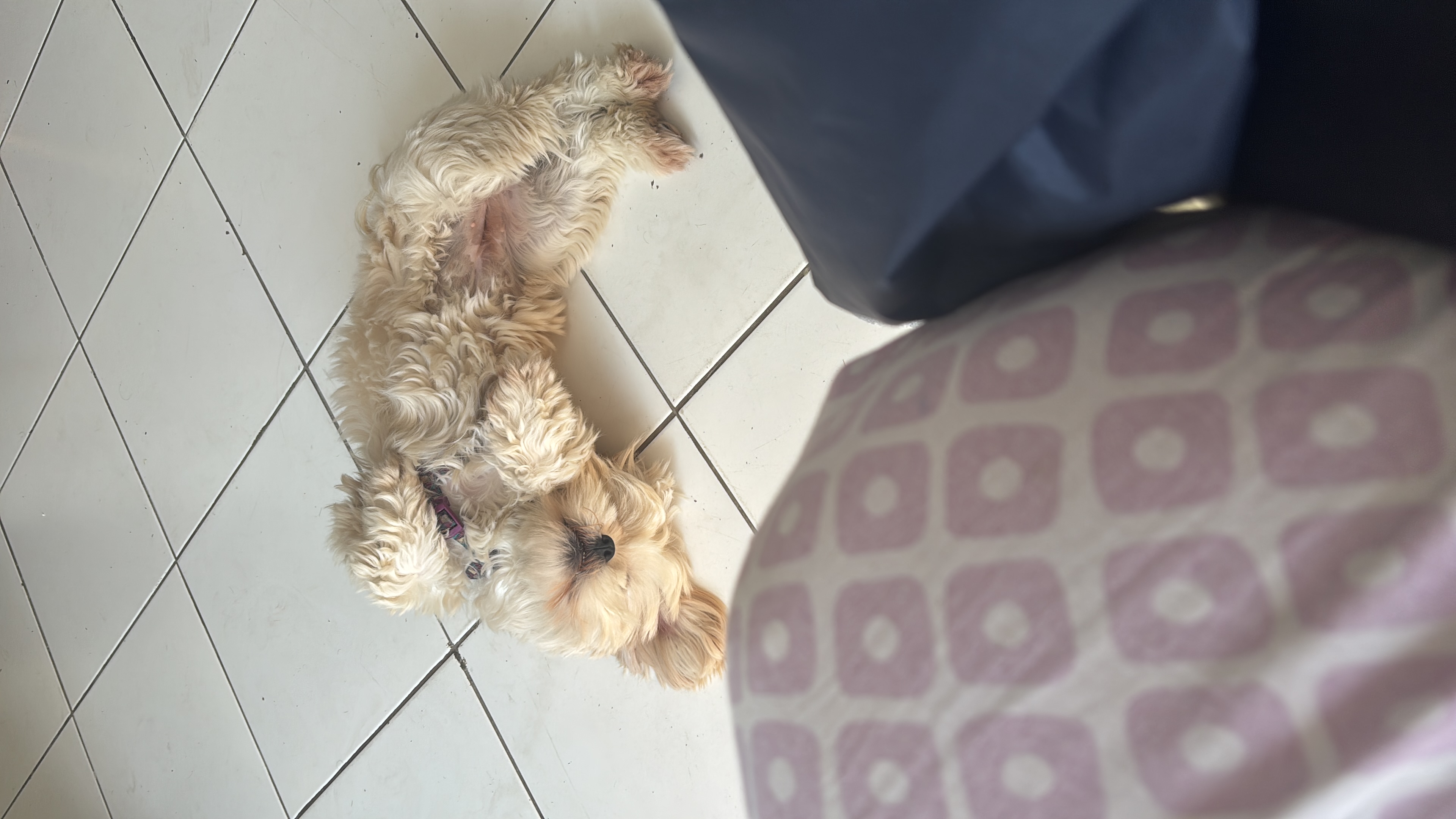 Portal Adocão Lhasa Apso para adoção  São Paulo 