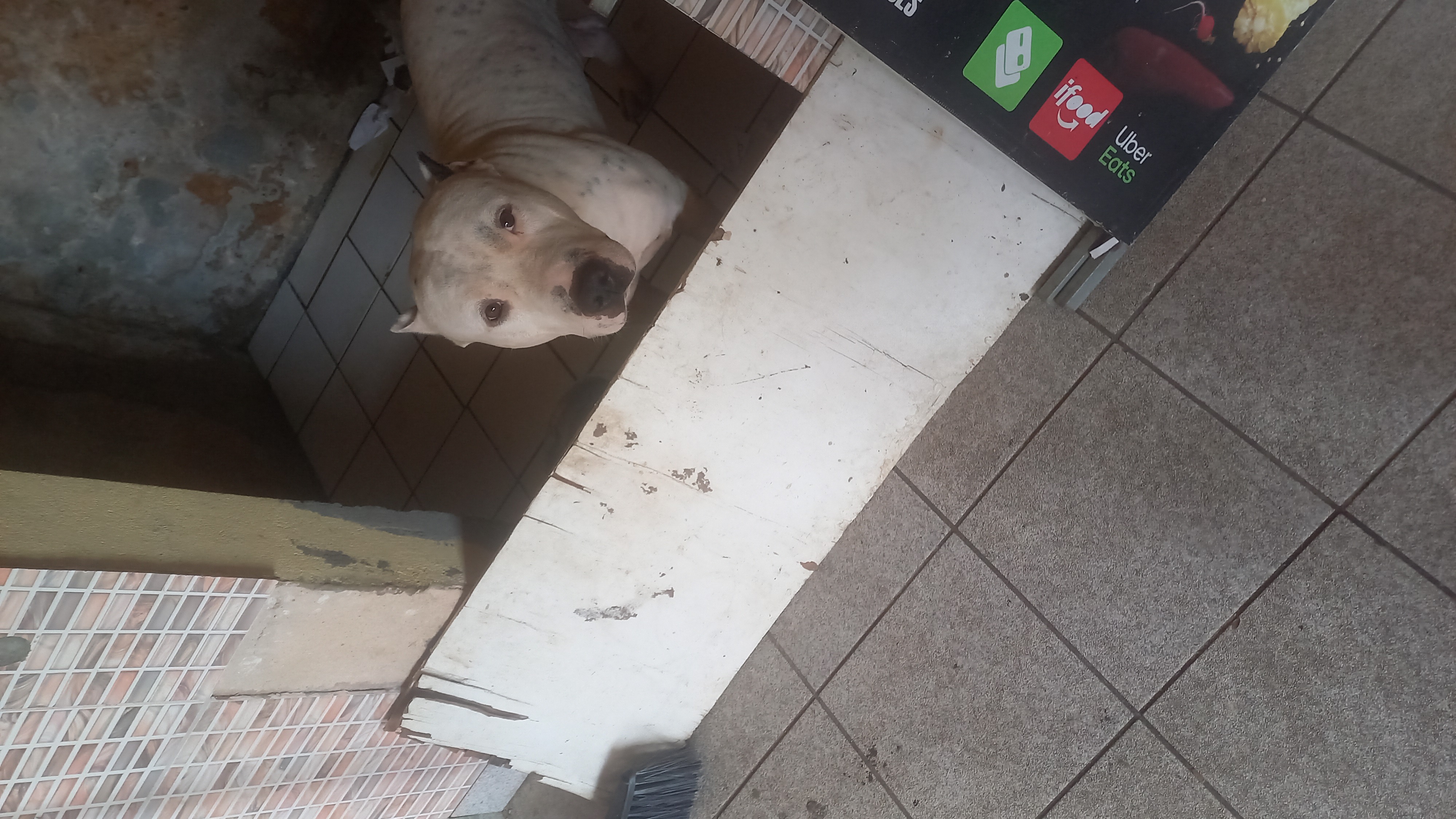 Portal Adocão Doação de um Pitbull  Salvador 