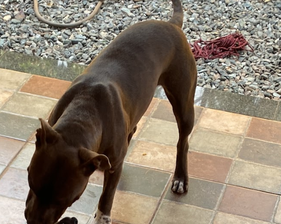 Portal Adocão Filhote de pitbull fêmea  Nova Lima
