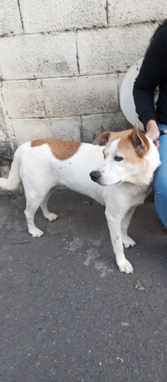 Portal Adocão Cachorra muito dócil para adoção ( resgatada )  Belo Horizonte 