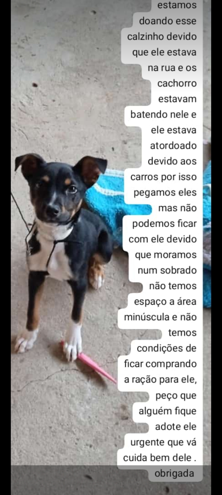 adoção de cachorro Urgente  Curitiba 