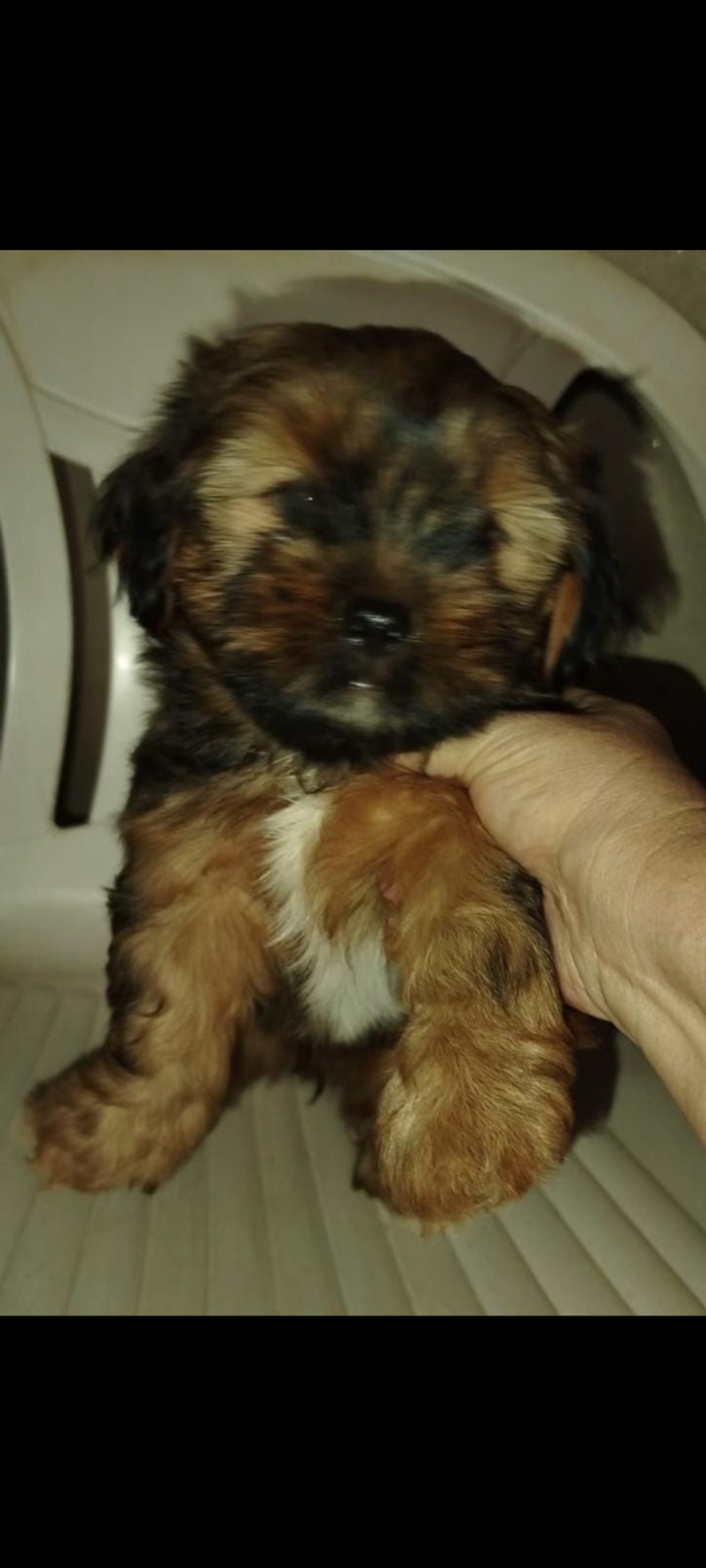 Portal Adocão Filhote de Lhasa Apso  Goiânia 