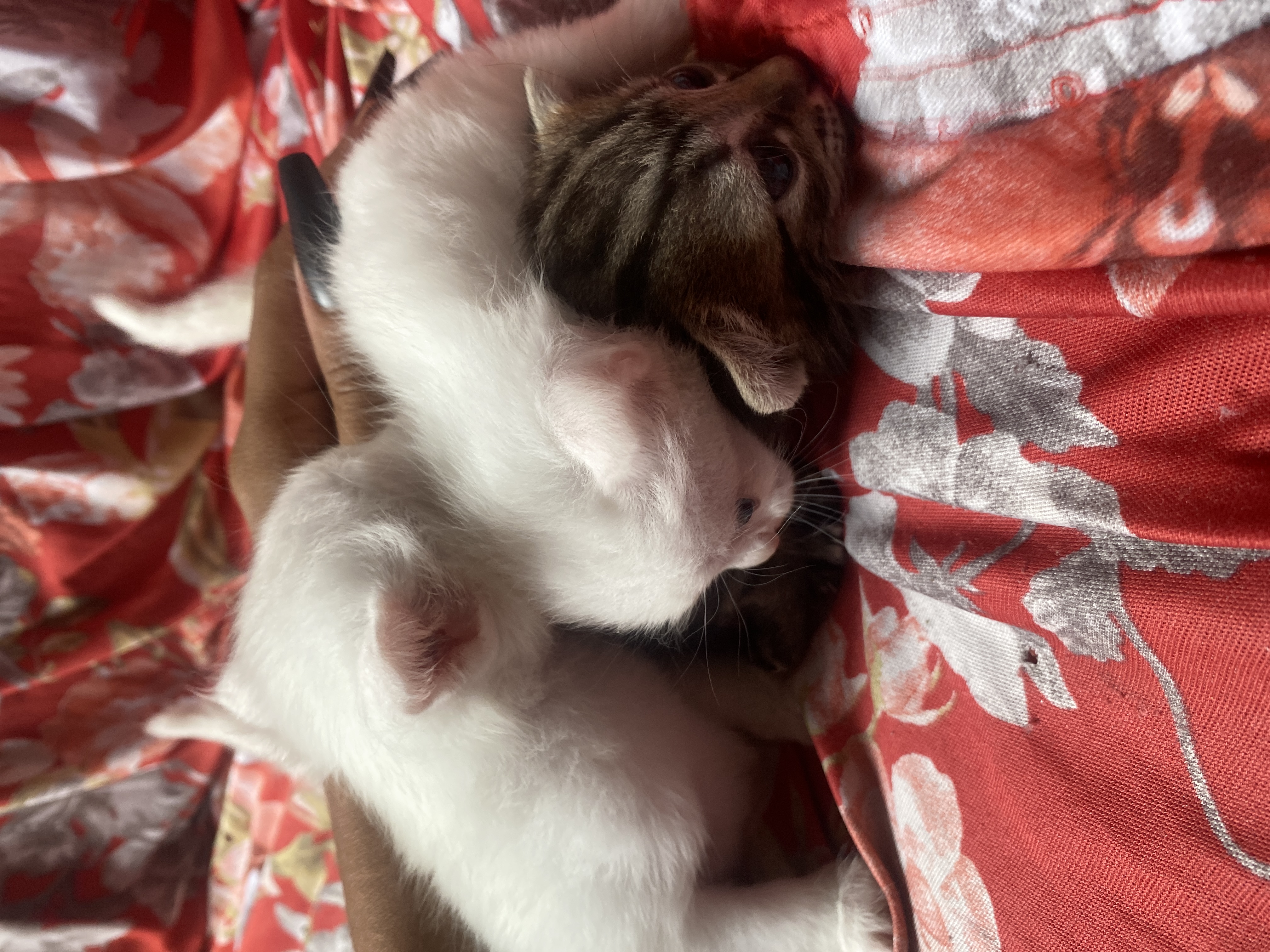 Portal Adocão Gatos lindos 🥰 Recife