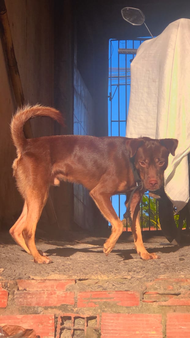 Portal Adocão Duke  Salvador