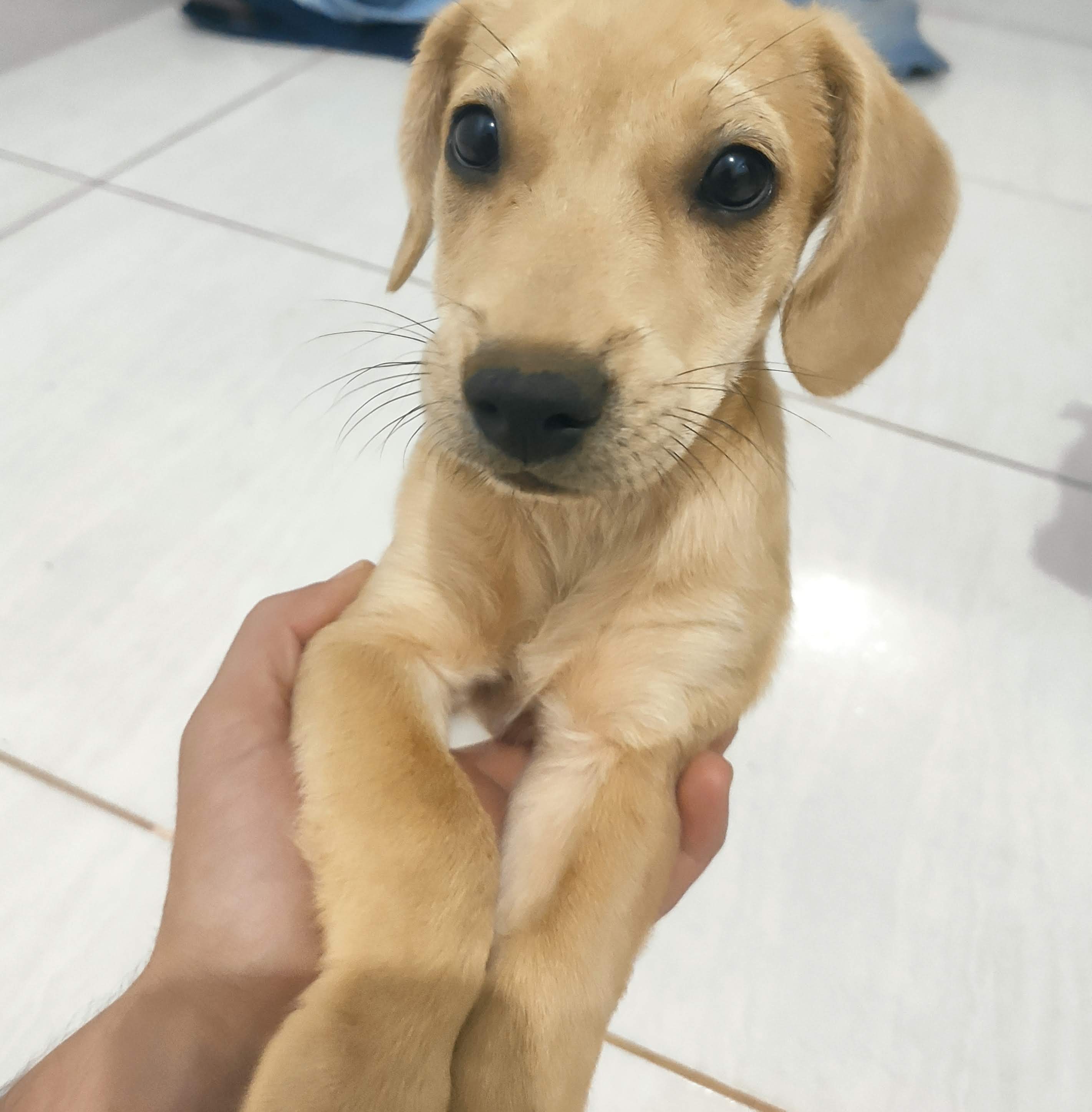 Portal Adocão Cachorro para doação  Goiânia 