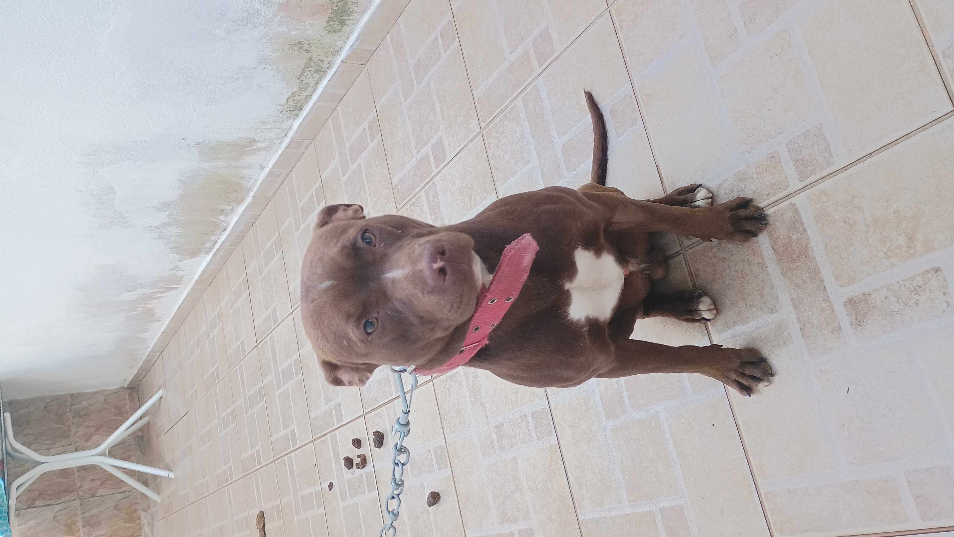 Portal Adocão Doaçao de um Pit bull Mogi das Cruzes