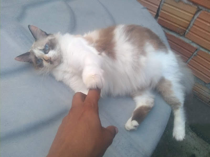 Portal Adocão Gato doação  Sao Paulo 