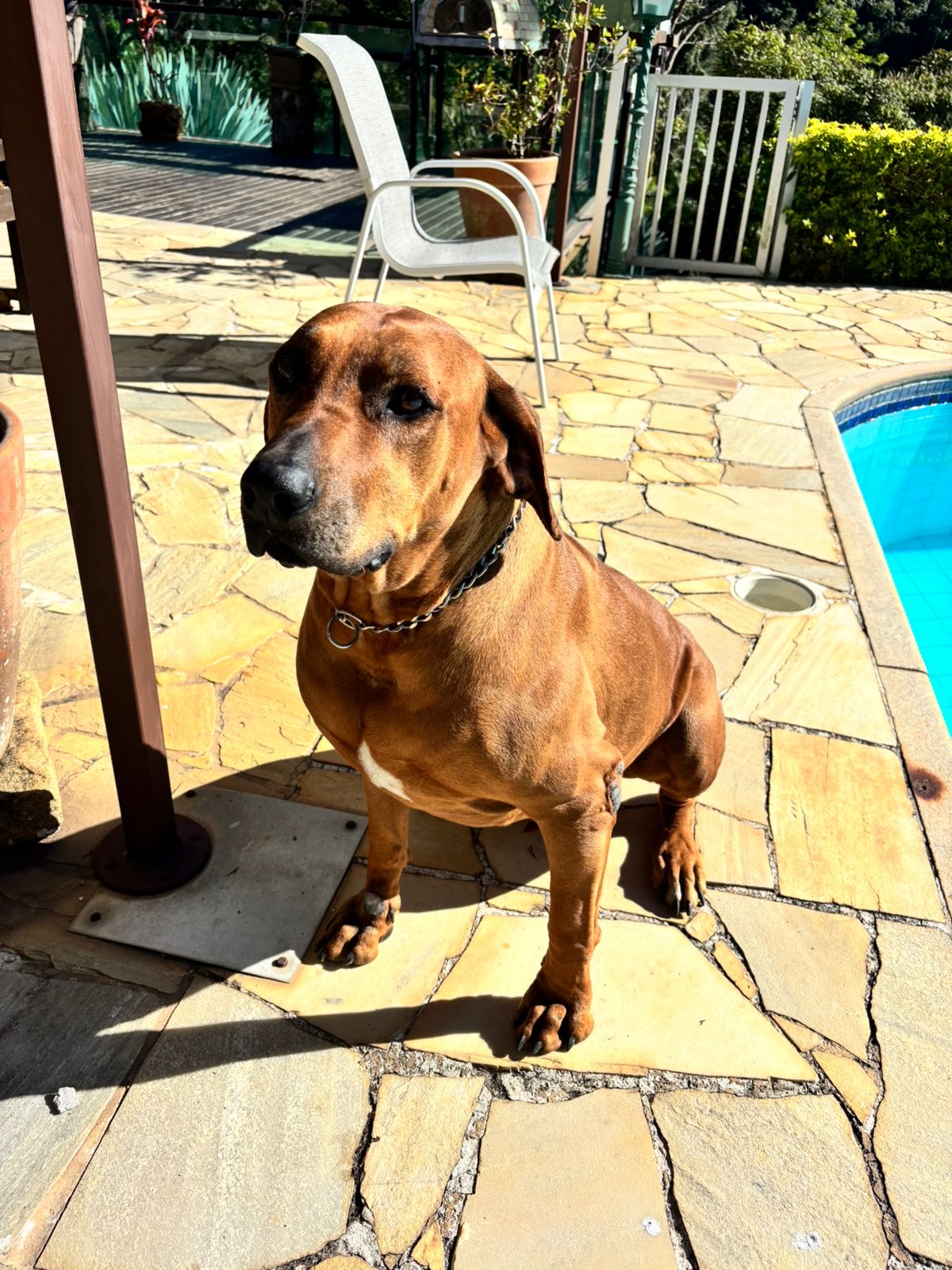 Portal Adocão Adoção Raça Rhodesiar Ridgeback fêmea  Petrópolis