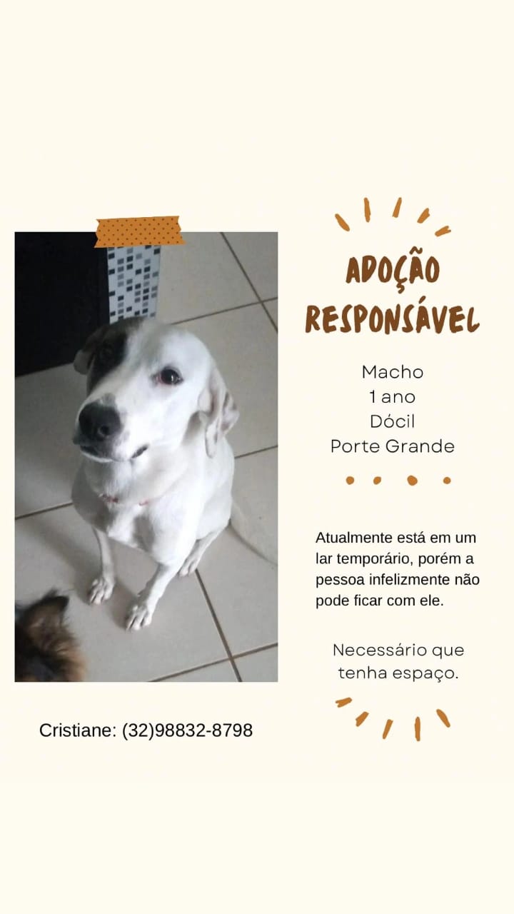 Portal Adocão Adoção responsável  Juiz de fora 