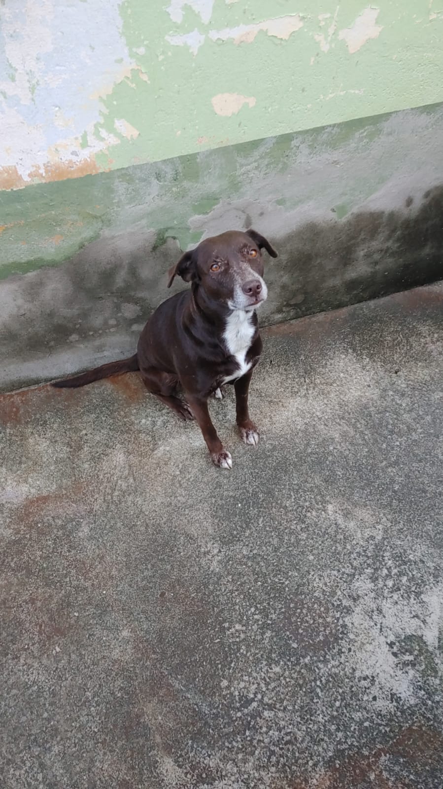 Portal Adocão Cachorros para doação Serra