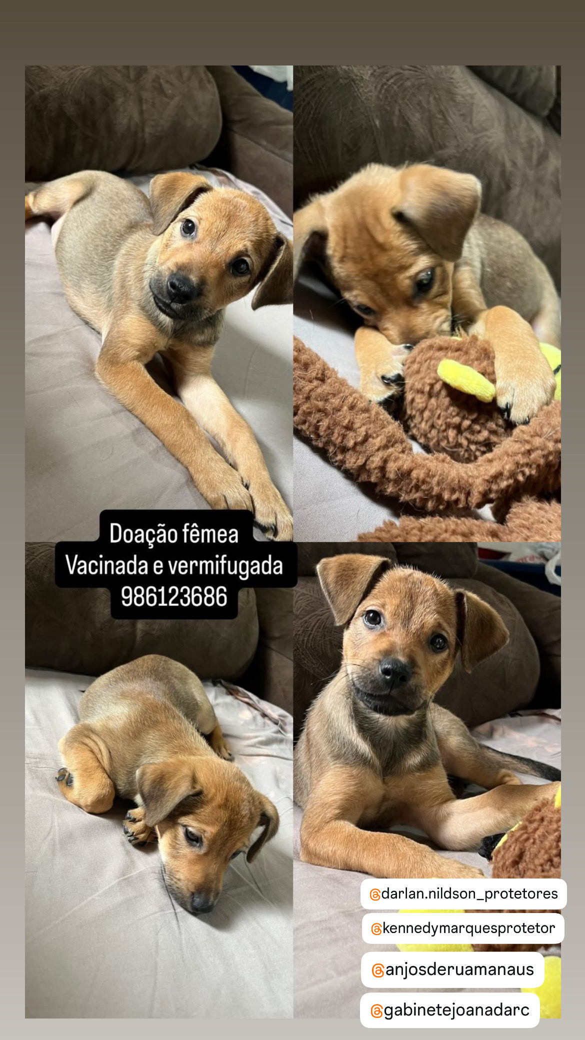 Portal Adocão Adoção responsável cachorro Manaus