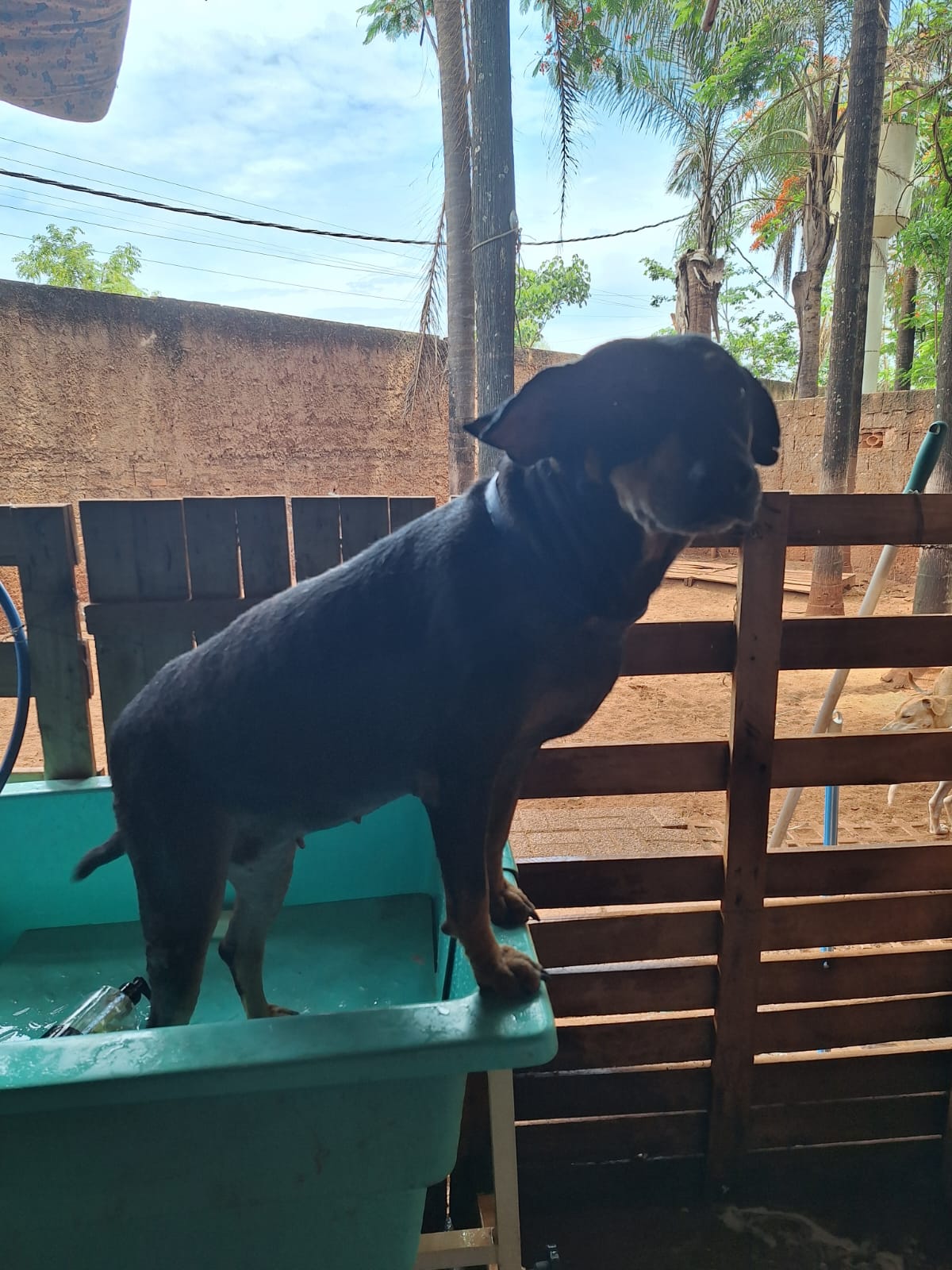Portal Adocão Fêmea adoção Responsável  Uberaba 