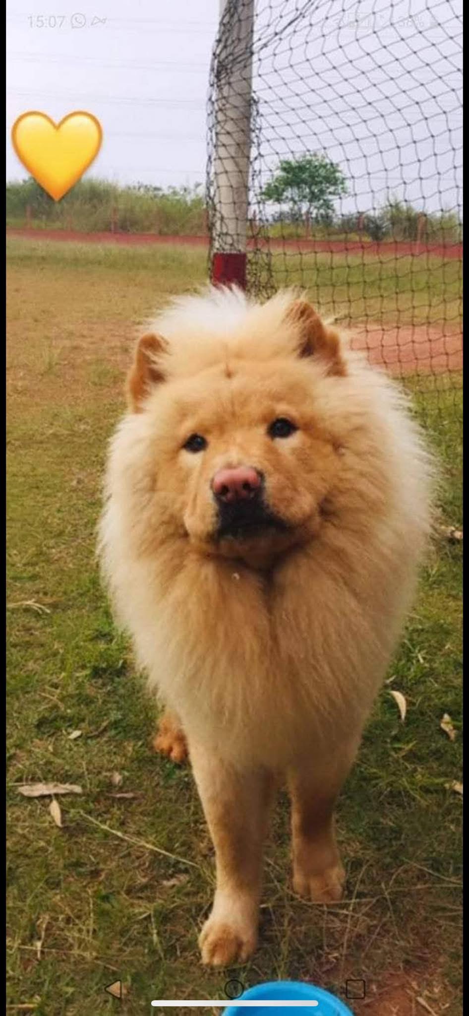 Portal Adocão Doa-se chow chow  Mauá 