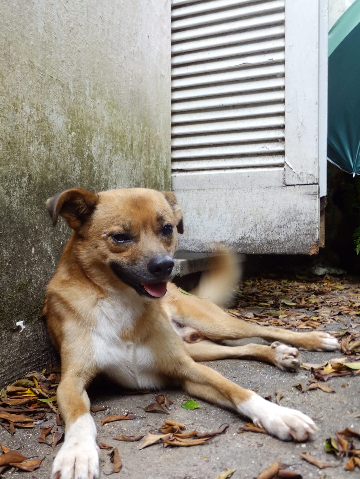 Portal Adocão Cão pequeno Caramelo macho PROCURA POR UM LAR Porto Alegre