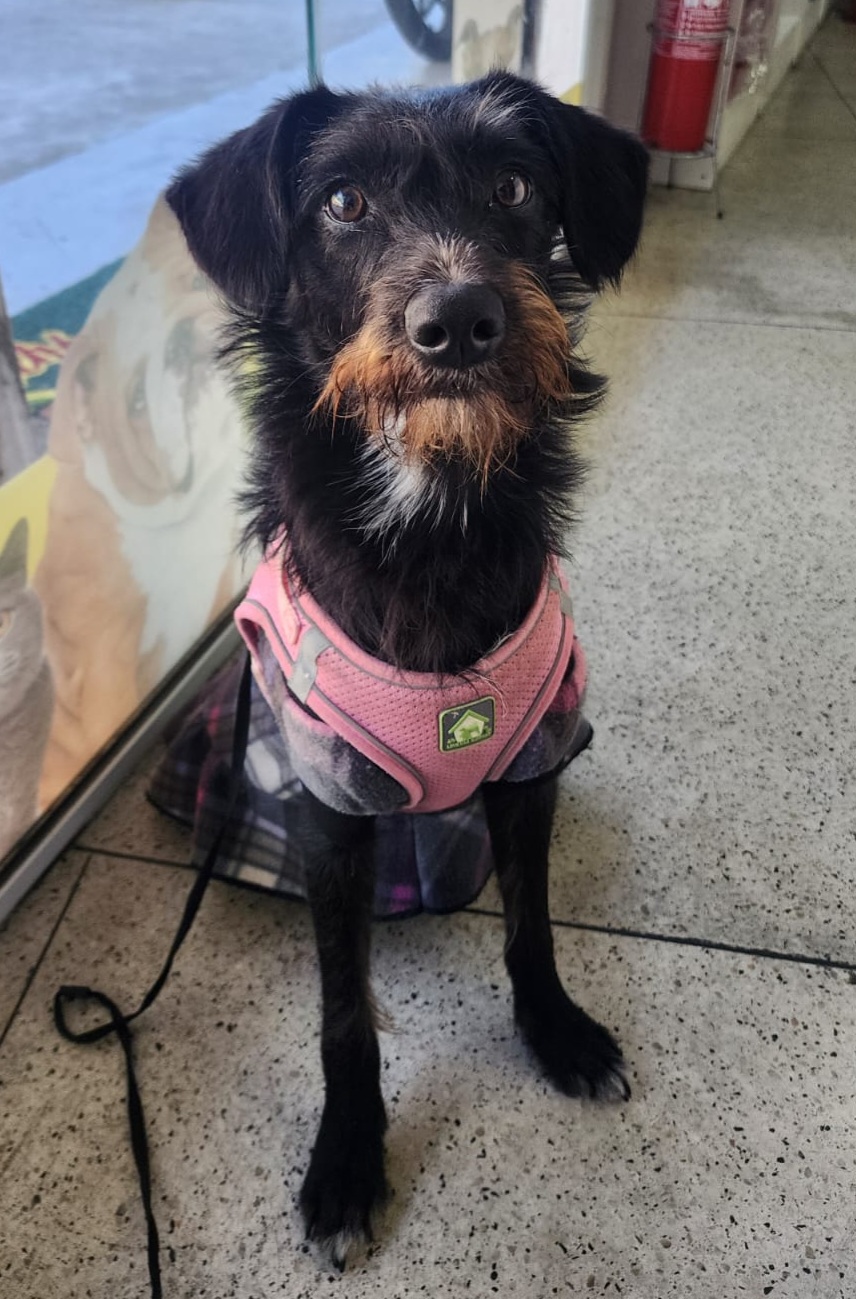 Portal Adocão Cachorrinha castrada e vacinada de 11 meses para adoção responsável no Rio de Janeiro  Rio de Janeiro 