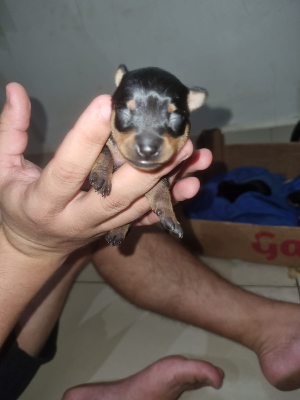 Portal Adocão Pinsher n 1 Santarém
