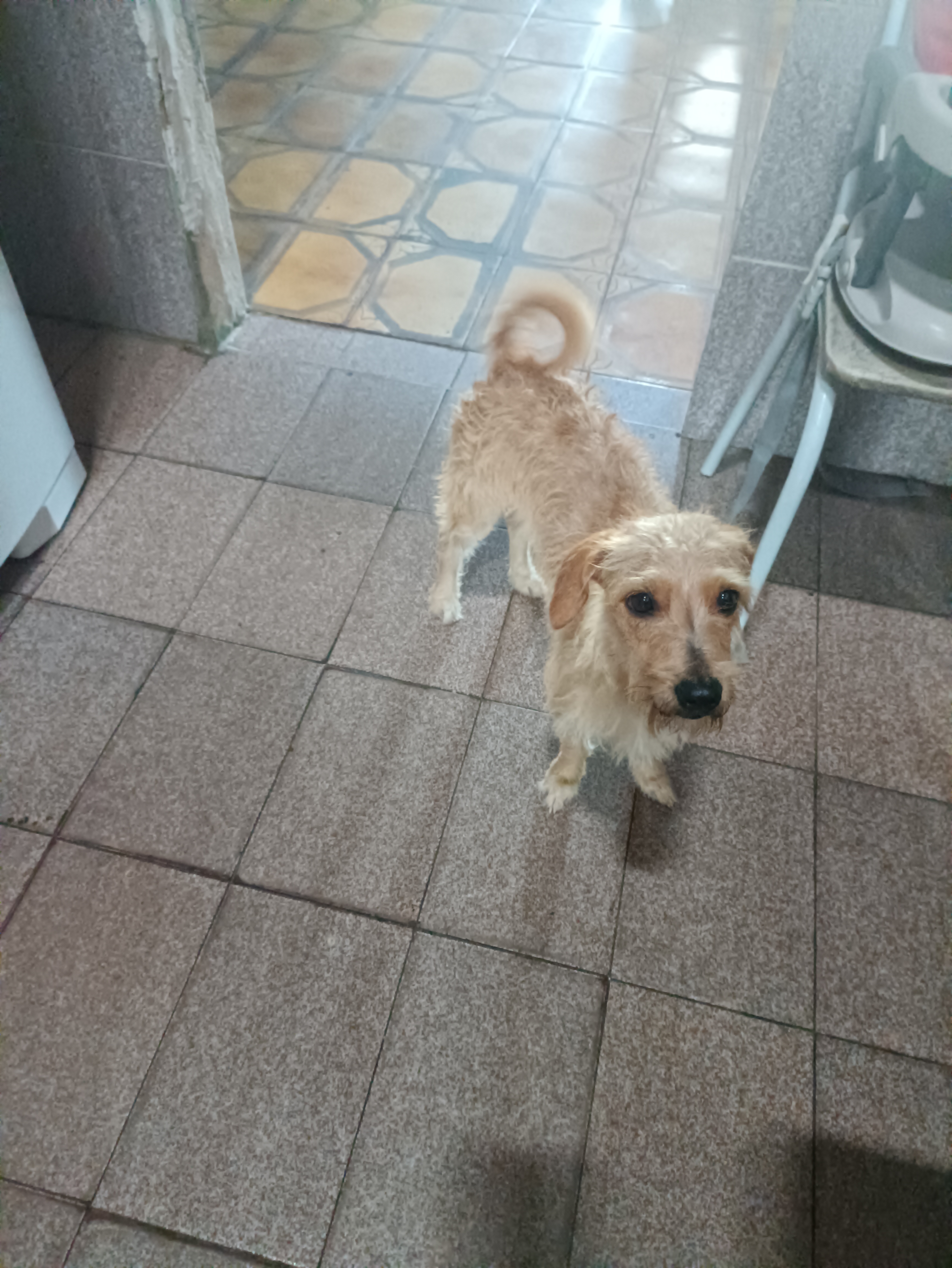 Portal Adocão Fêmea, 1 ano 4 meses, porte pequeno Aracaju