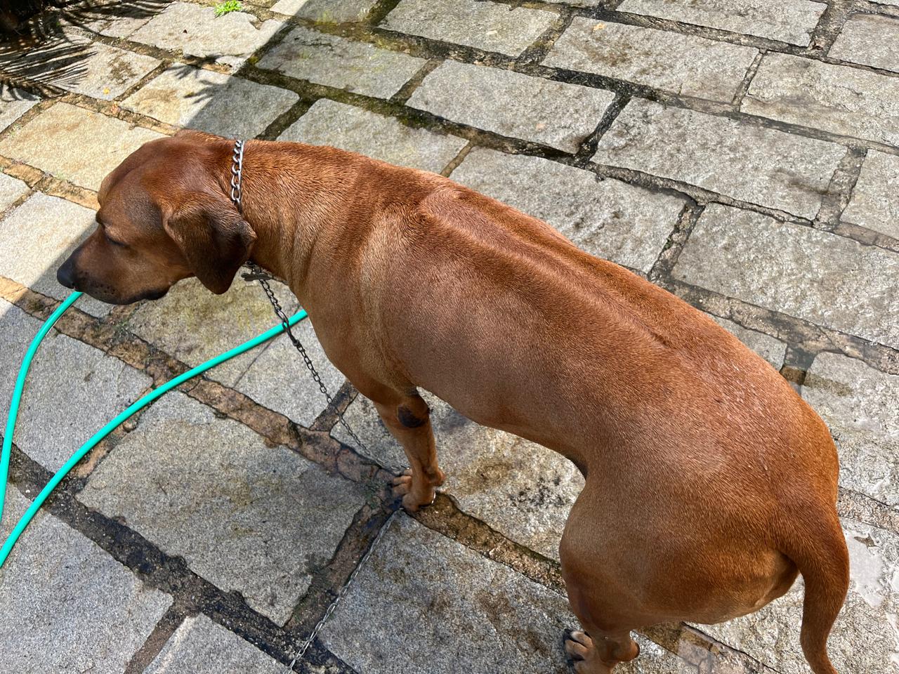 Portal Adocão Adoção Raça Rhodesiar Ridgeback fêmea  Petrópolis