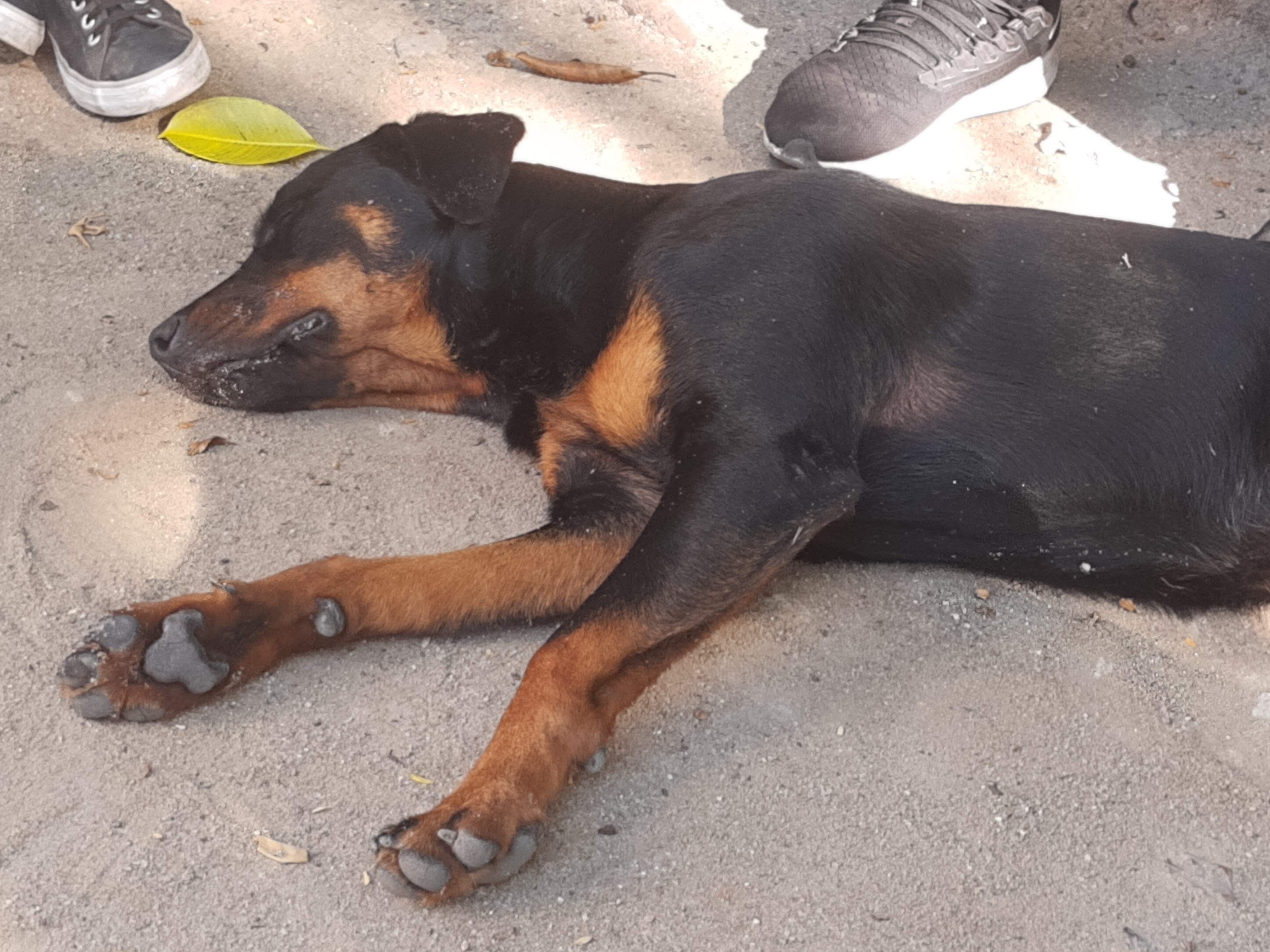 Portal Adocão ABANDONADA NA FAETEC QUINTINO Rio de Janeiro 