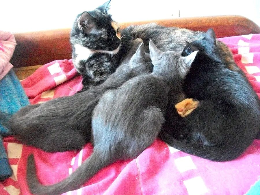 Portal Adocão PROTETORA FALECEU E DEIXOU GATOS Rio de Janeiro