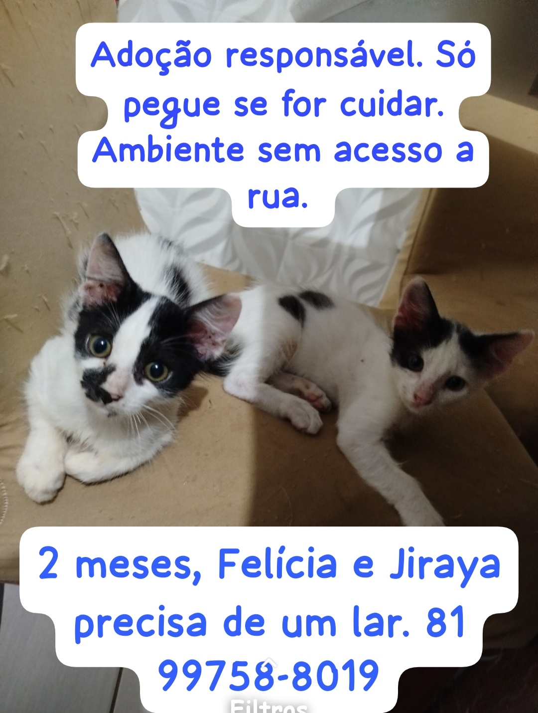 Portal Adocão Adoção de gatinhos  Recife