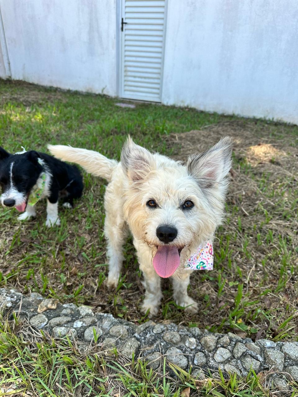 Portal Adocão 2 cães para adoção - Castrados  Florianópolis 