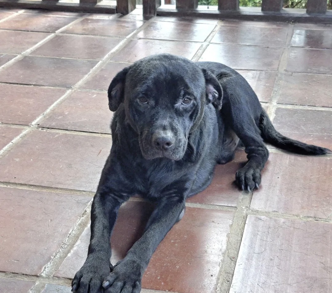 Portal Adocão Doação de Cachorro Belo Horizonte 