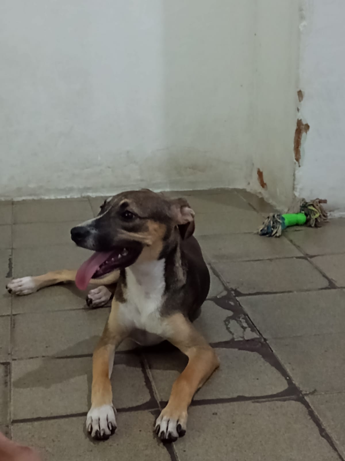 Portal Adocão Cachorro para adoção  Natal