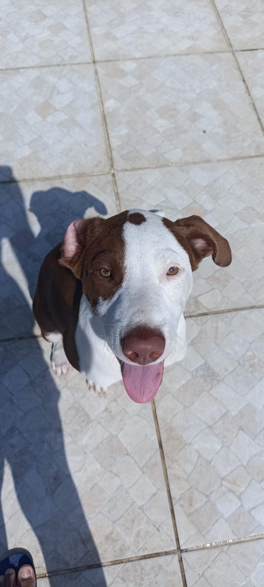 Portal Adocão Doação desse lindo cão dócil e feliz Rj