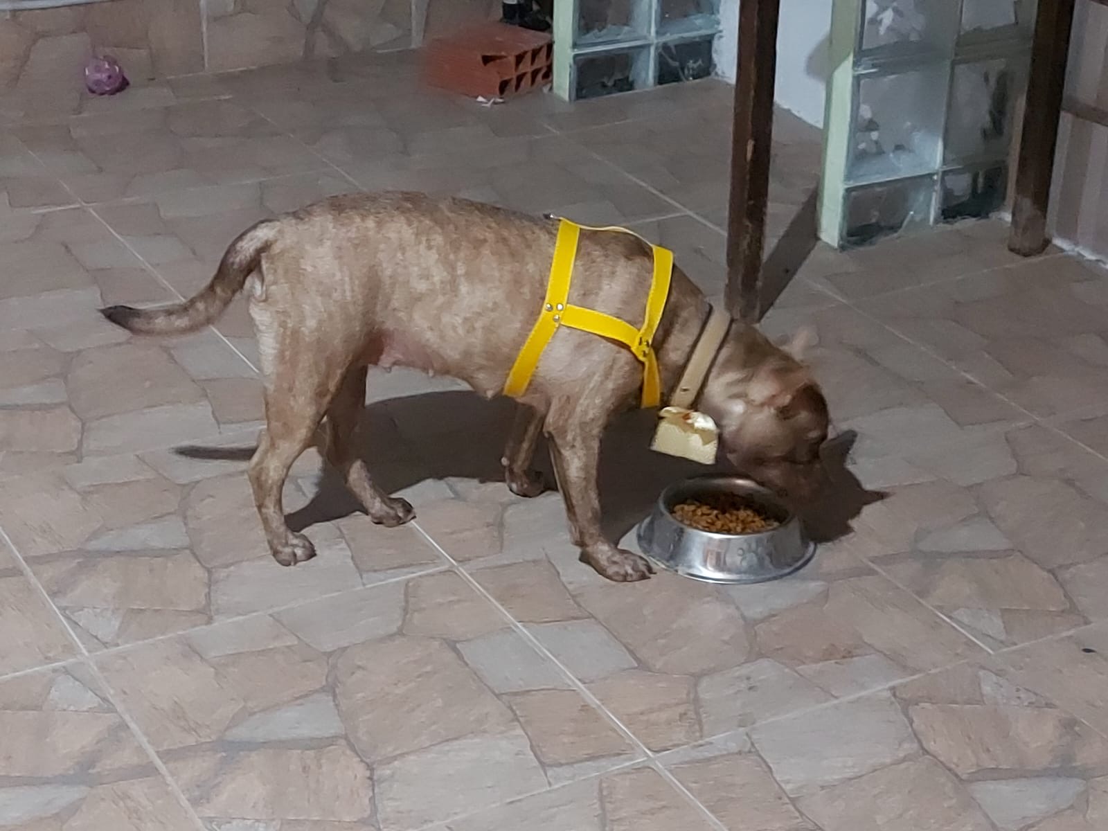 Portal Adocão Doação american bully Flora Fortaleza