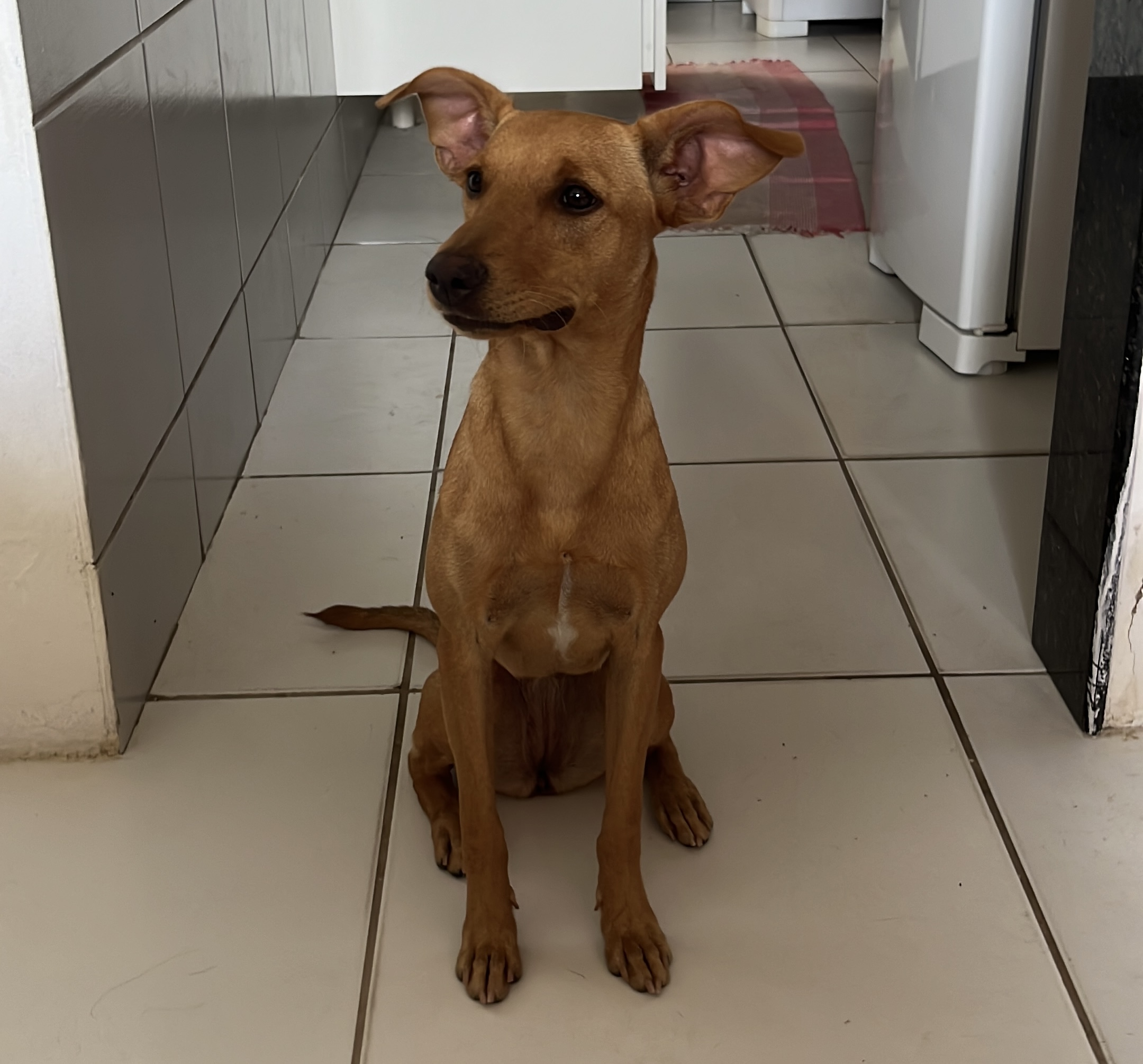 Portal Adocão Cachorra fêmea  Paulista