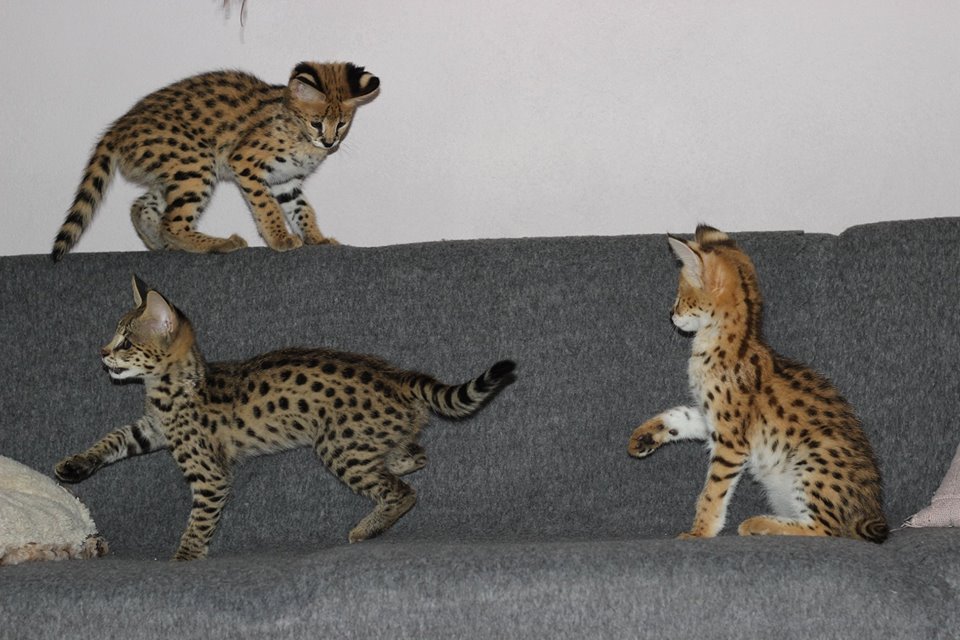 Portal Adocão Adoráveis ​​gatinhos Serval, Caracal e Savannah disponíveis Rio de Janeiro