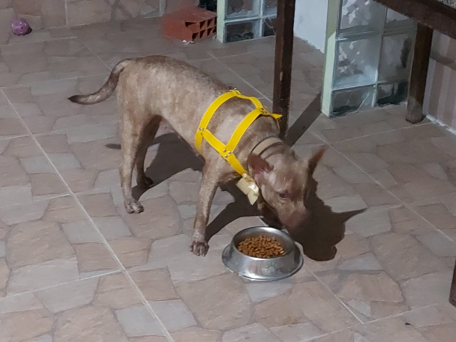 Portal Adocão Doação american bully Flora Fortaleza