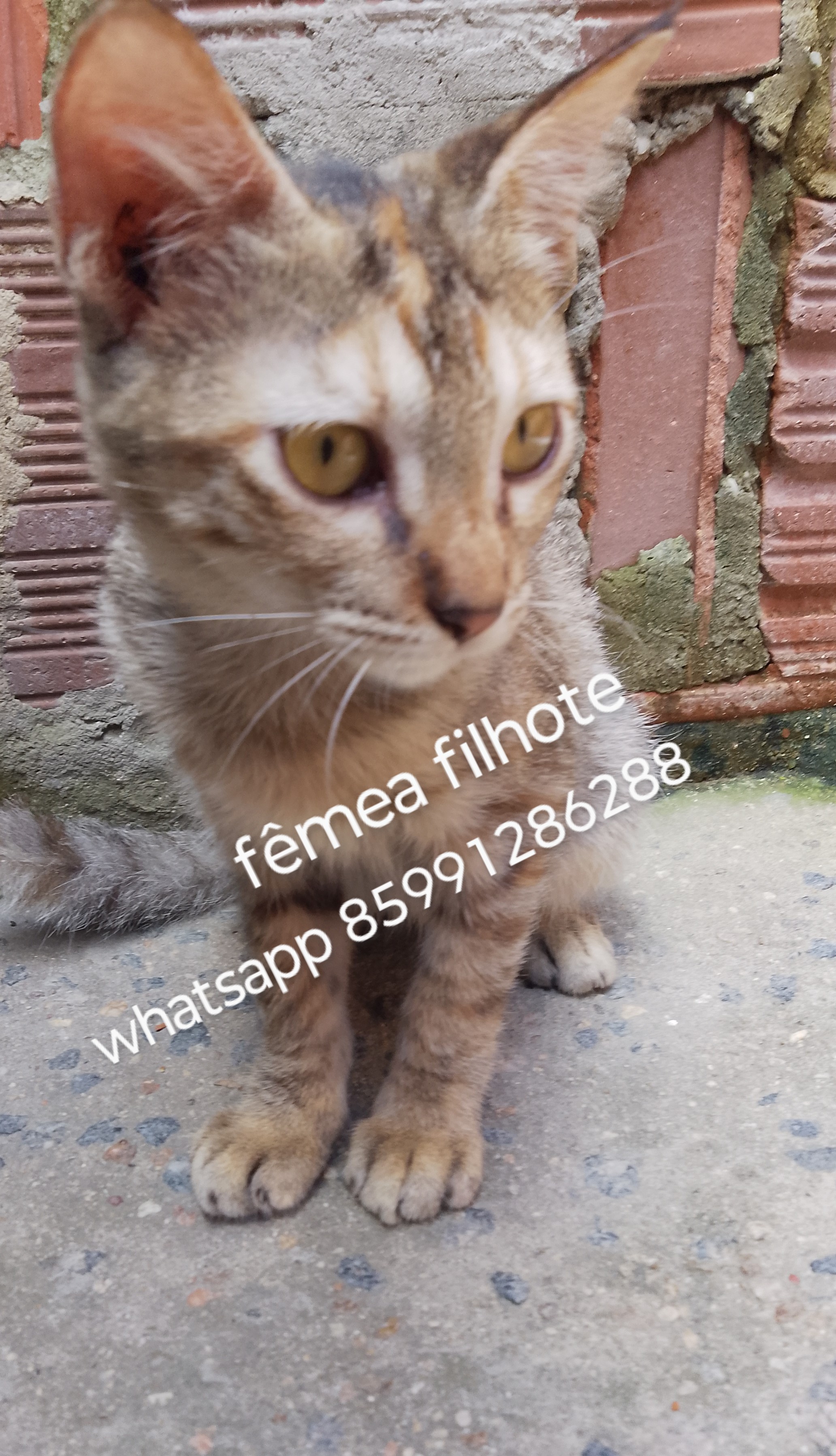Portal Adocão Adoção responsável de gatinhos  fortaleza