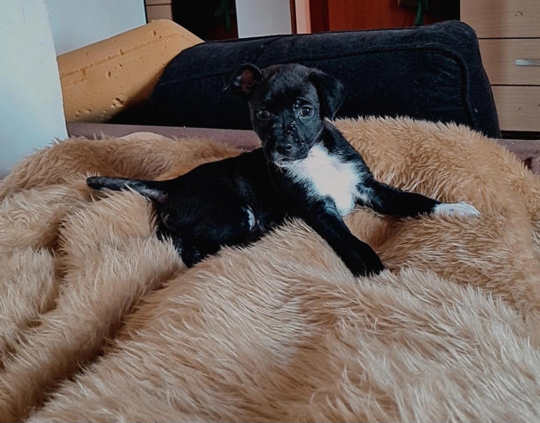 Portal Adocão Cachorrinho macho 3 meses Brumadinho