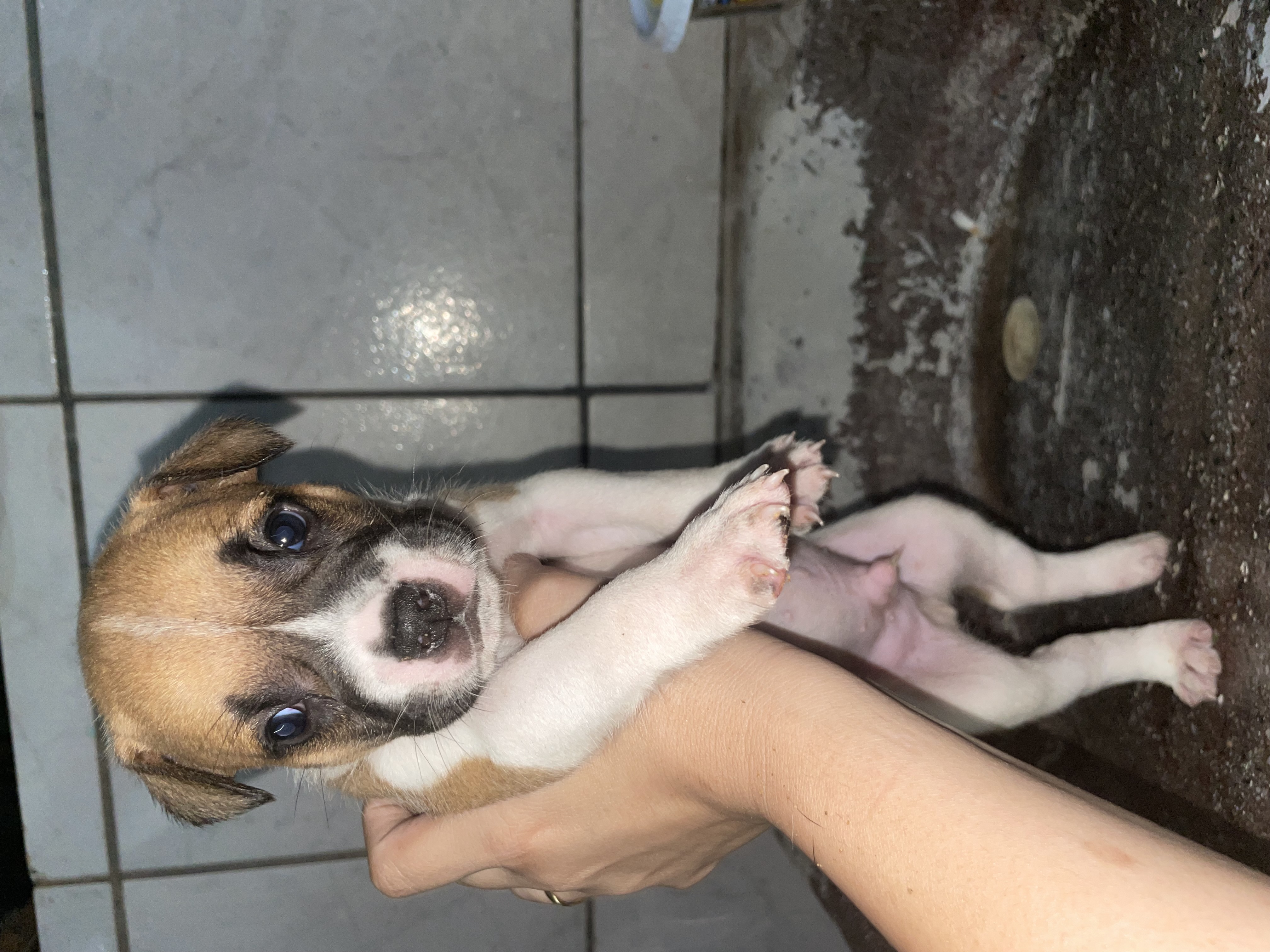 adoção de cachorro Doação responsável  Goiânia 