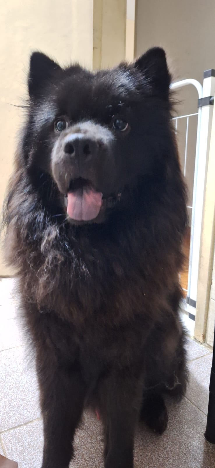 Portal Adocão Chow-chow Ozzy buscando novo lar URGENTE Duque de Caxias