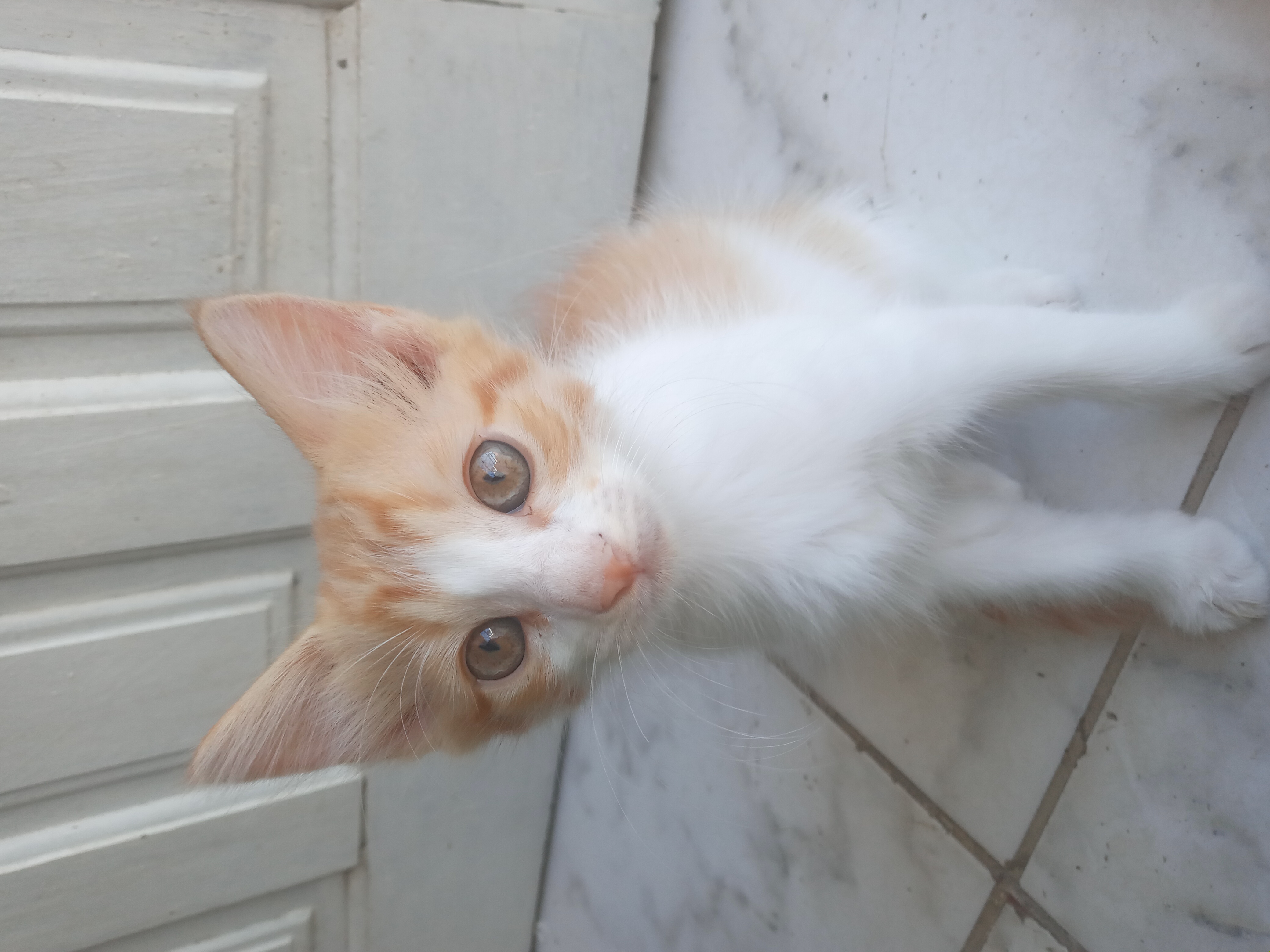 Portal Adocão Gato para adoção Fortaleza