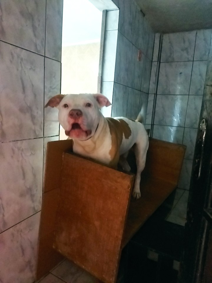 Portal Adocão Quero doar Pitbull  Copacabana 