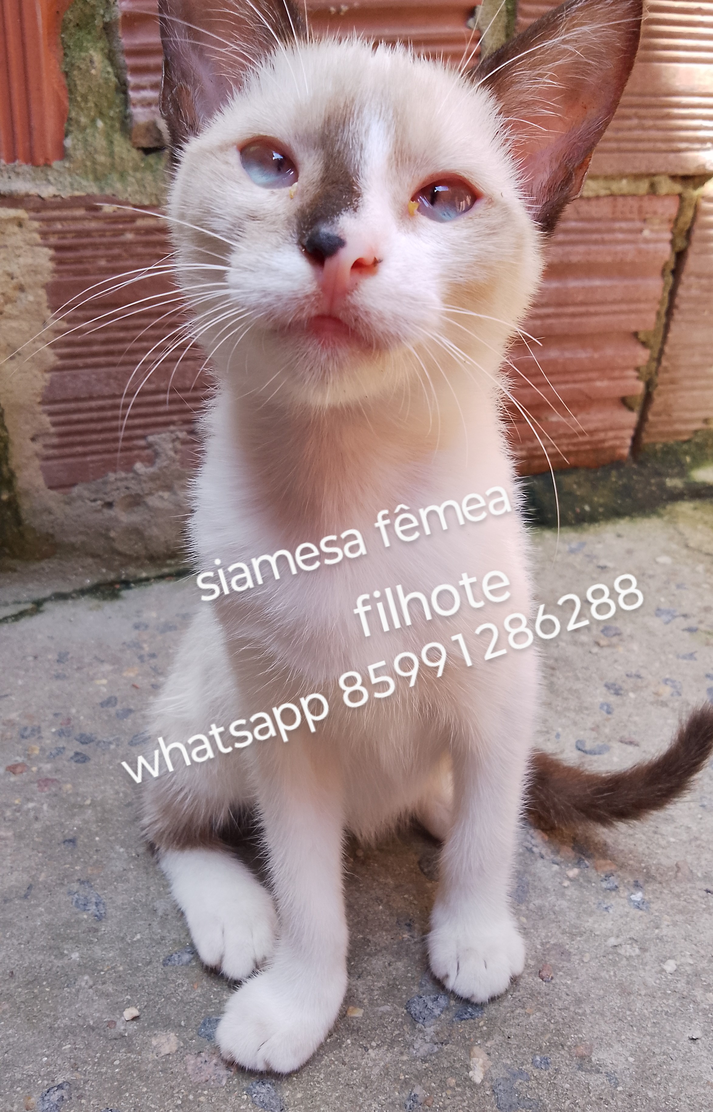 Portal Adocão Adoção responsável de gatinhos  fortaleza
