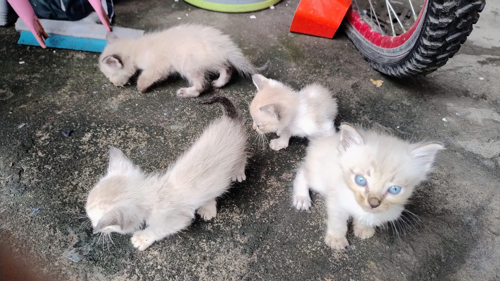 Portal Adocão Gatinhos para adoção  Nossa Senhora do Socorro 