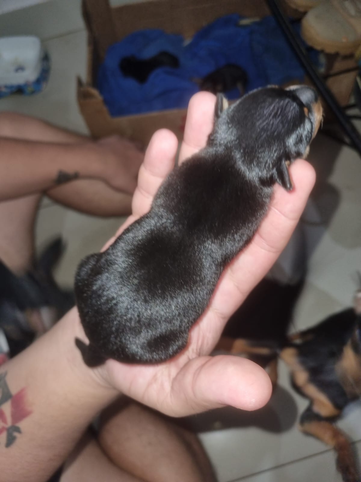 Portal Adocão Pinsher n 1 Santarém