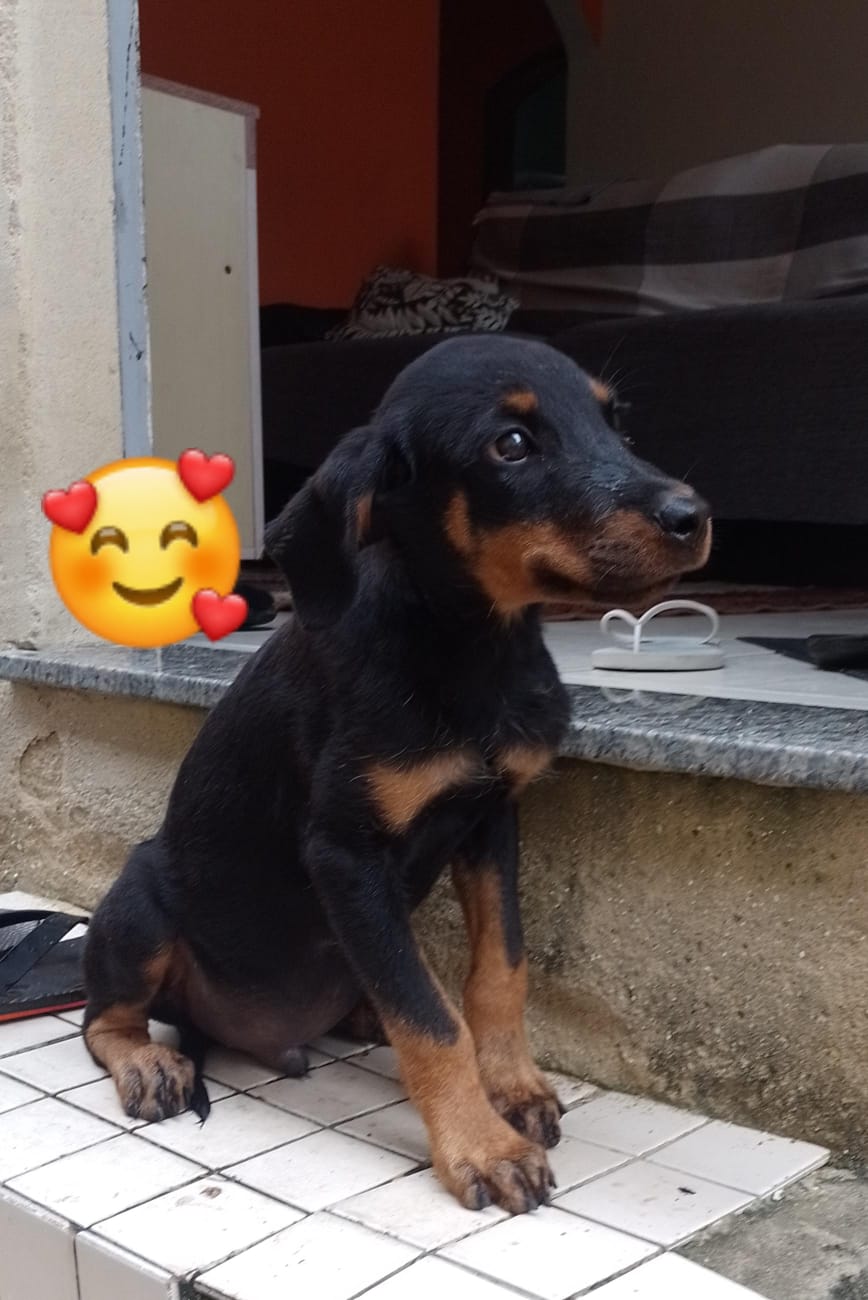 Portal Adocão Rottweiler macho  Rio de Janeiro