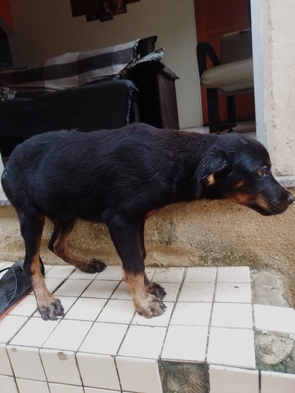 Portal Adocão Rottweiler macho  Rio de Janeiro