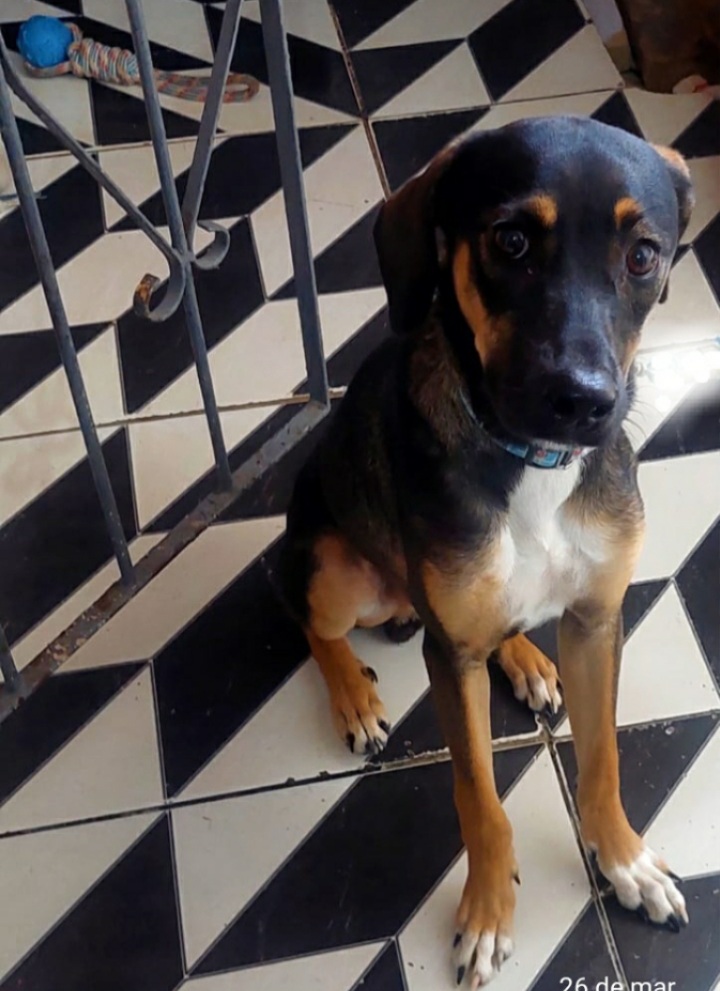 Portal Adocão Doação de cachorro macho🐕 Salvador 