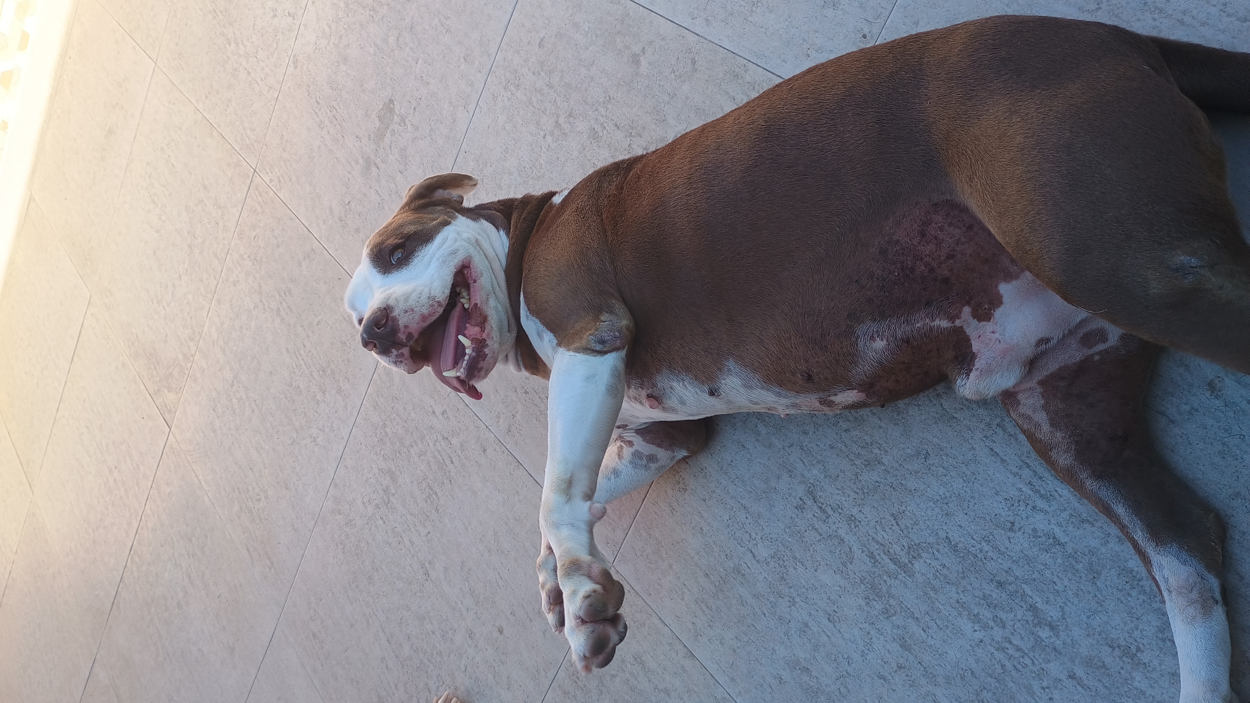 Portal Adocão Pitbull Rio de Janeiro 
