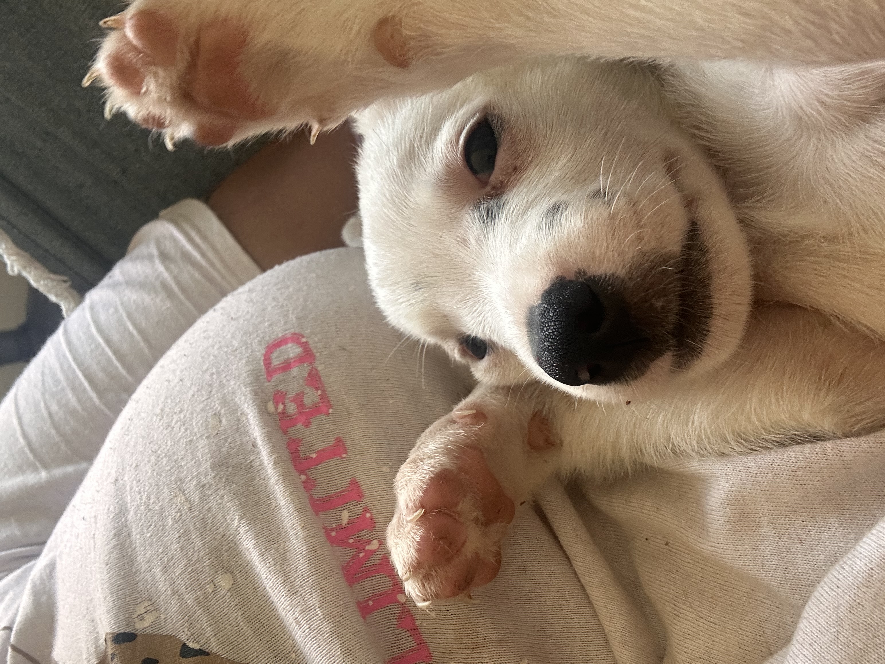 Portal Adocão cachorrinha 3 meses para adoçao jaboatao 
